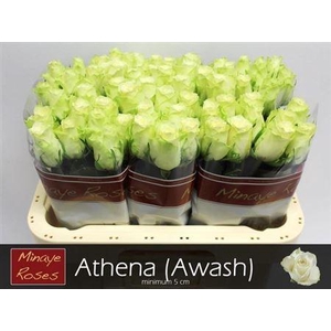 R Gr Athena