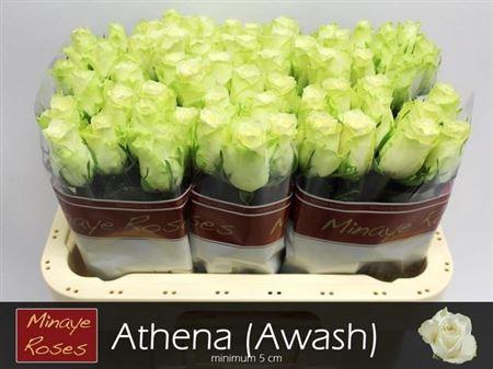 <h4>R Gr Athena</h4>