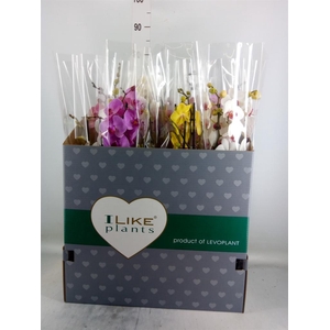 Phalaenopsis   ...mix