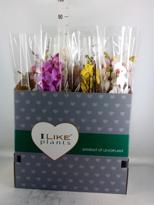 <h4>Phalaenopsis   ...mix</h4>