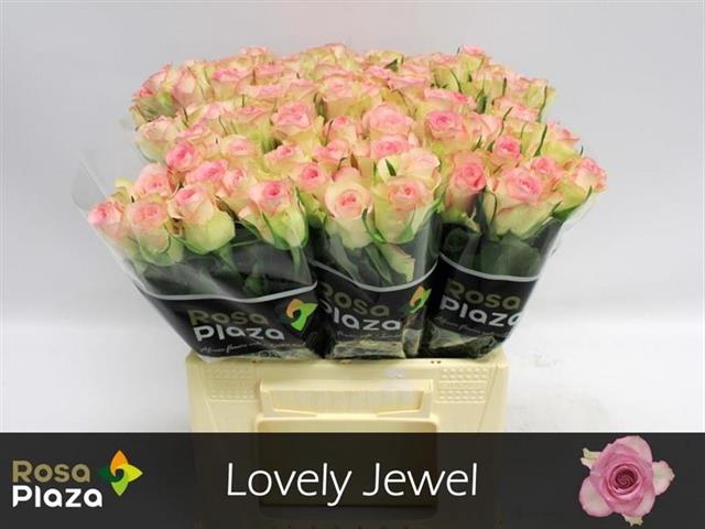 <h4>R GR LOVELY JEWEL</h4>