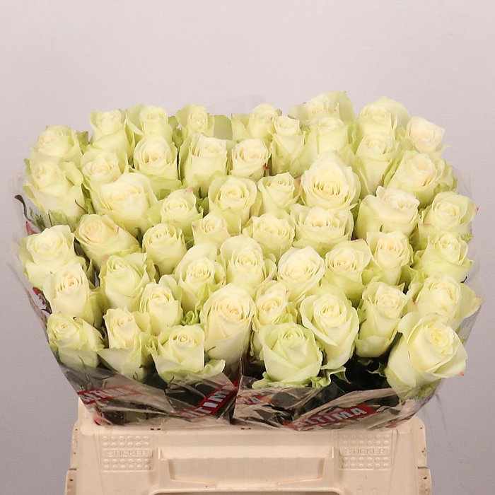 <h4>ROSA GR 'ATHENA'</h4>