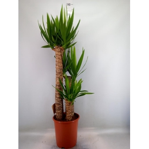 Yucca elephantipes   ...