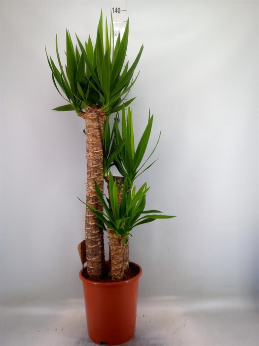 <h4>Yucca elephantipes   ...</h4>