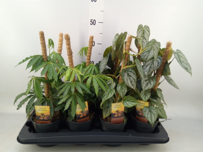 <h4>Planten  ..mix</h4>