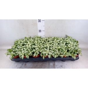 Fittonia  'Mosaic White Forest Fla'