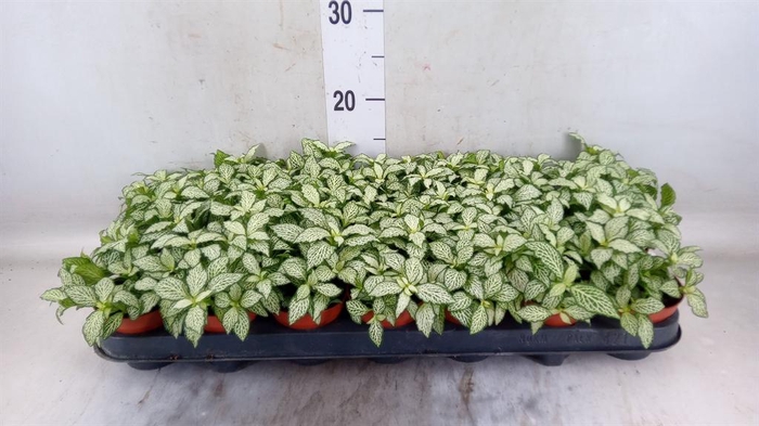 <h4>Fittonia 'Mosaic White Forest Fla'</h4>