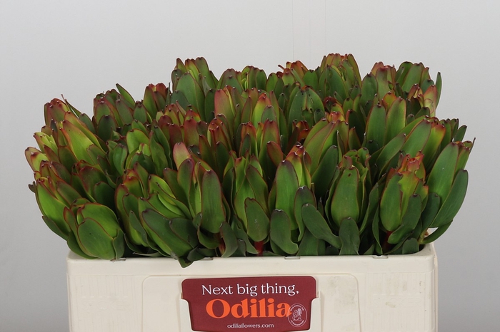 <h4>Leucadendron Laurel Yellow</h4>