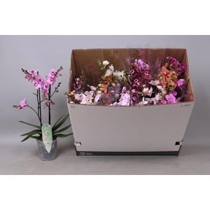 PHAL MF GEM 8 KL