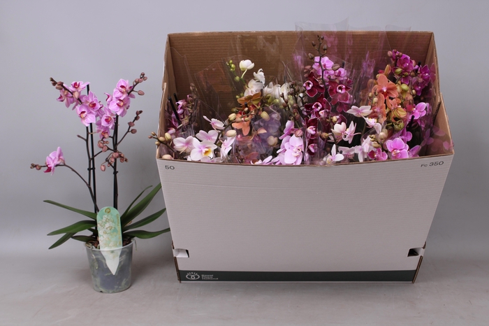 <h4>PHAL MF GEM 8 KL</h4>