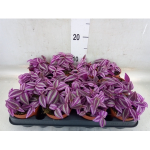 Tradescantia zebr. 'Pink Paradise'