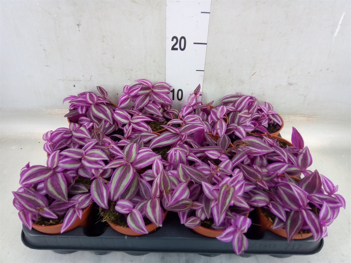 <h4>Tradescantia zebr. 'Pink Paradise'</h4>