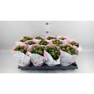Kalanchoe blos.   ..rosebud