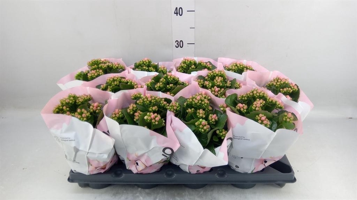 <h4>Kalanchoe blos.   ..rosebud</h4>
