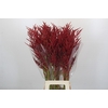 Bromelia Red Paloma