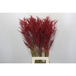 Bromelia Red Paloma