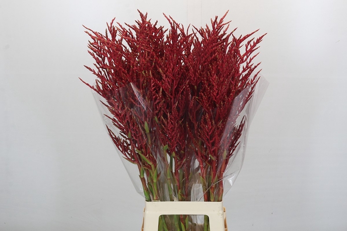 <h4>Bromelia Red Paloma</h4>