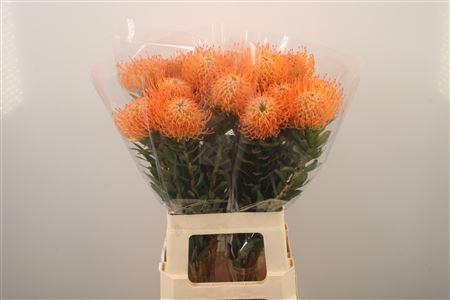 <h4>Leuco Co Ayoba Sun</h4>