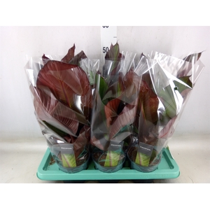 Ensete ventricosum 'Maurelii'