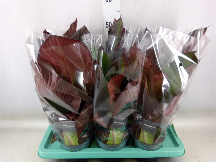 <h4>Ensete ventricosum 'Maurelii'</h4>