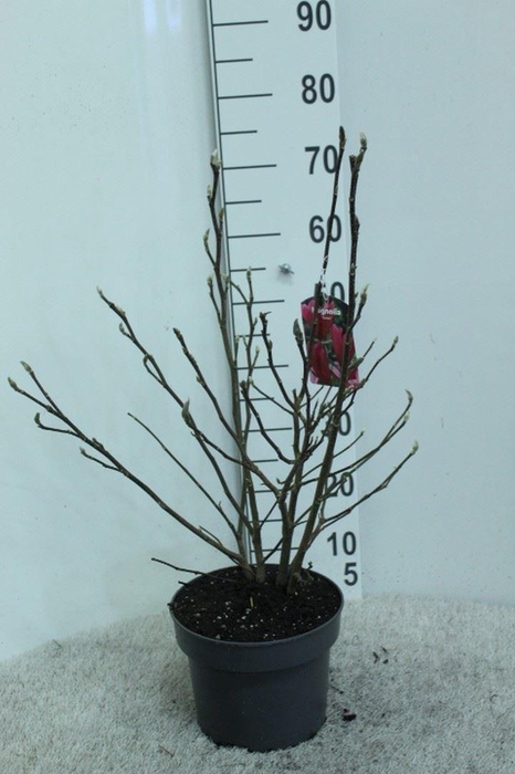 <h4>Magnolia  'Susan'</h4>