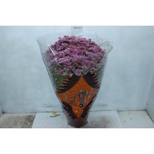 CRISANTEMO BOLA BELGA JASODA P20 PINK