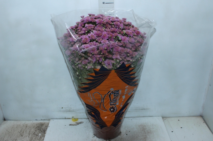 <h4>CRISANTEMO BOLA BELGA JASODA P20 PINK</h4>