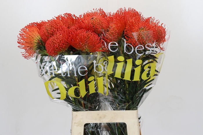 <h4>Nutans Succession</h4>