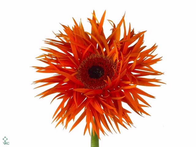 Gerbera Spider Orange Springs Water