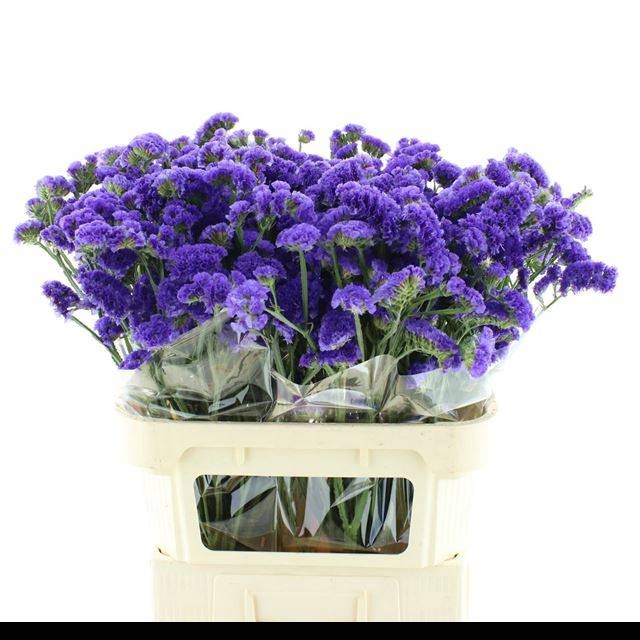 <h4>LIM S CRYST DARK BLU</h4>