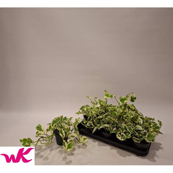 <h4>Epipremnum aureum NJoy 12Ø 15cm</h4>