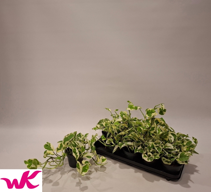 Epipremnum aureum NJoy 12Ø 15cm