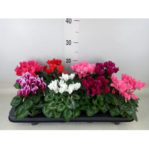 Cyclamen KL 'Carino'