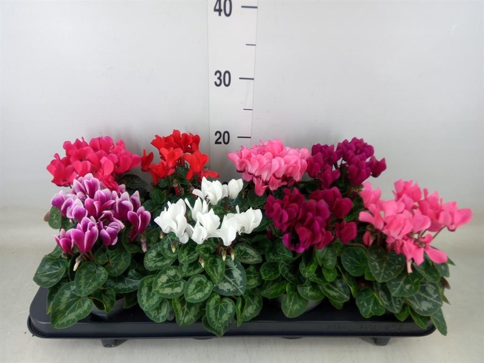 <h4>Cyclamen KL 'Carino'</h4>