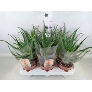 Aloe arborescens