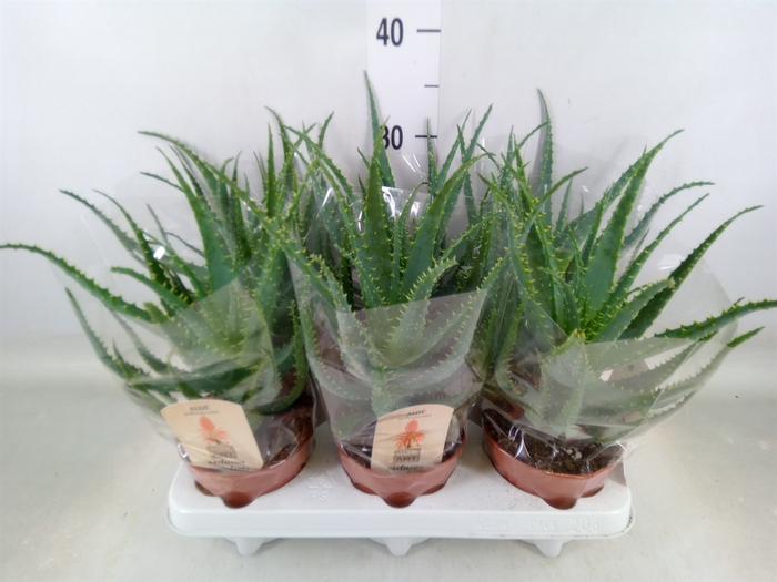 <h4>Aloe arborescens</h4>