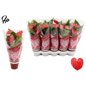 Anthurium 12 cm Esudo in Couture Hearts sleeve