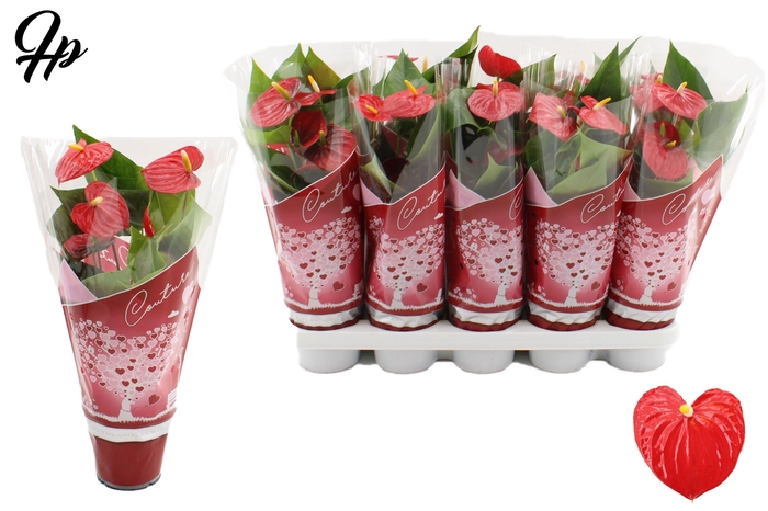 <h4>Anthurium 12 cm Esudo in Couture Hearts sleeve</h4>