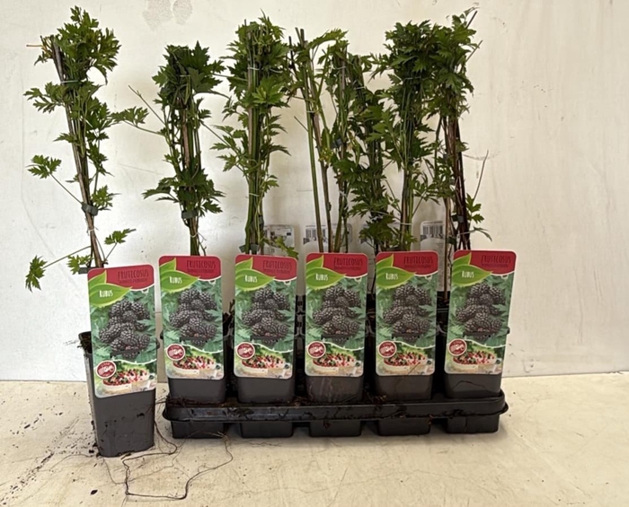 <h4>RUBUS THORNLESS EVER</h4>
