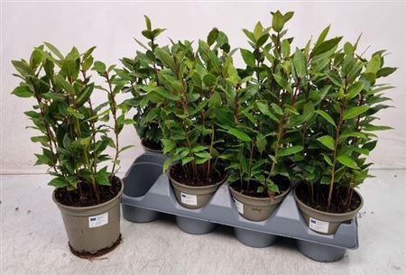 <h4>Lau Nobilis 14cm Pot</h4>