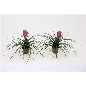 Tillandsia Cyanea