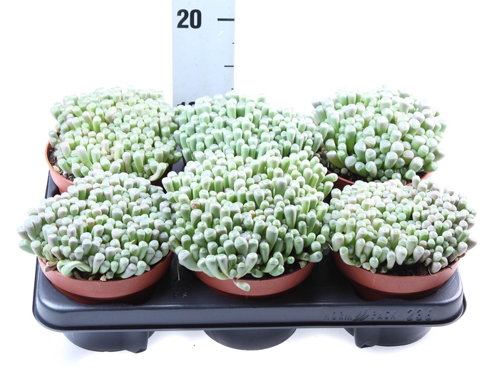 <h4>Succulents ...</h4>