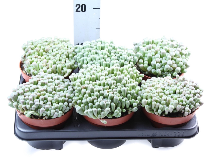 <h4>Succulents   ...</h4>