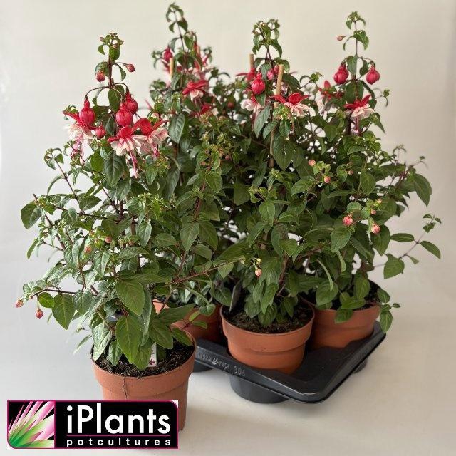 <h4>FUCHSIA B F MIXK</h4>