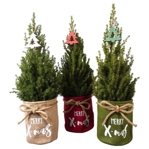 Picea glauca 'Conica'