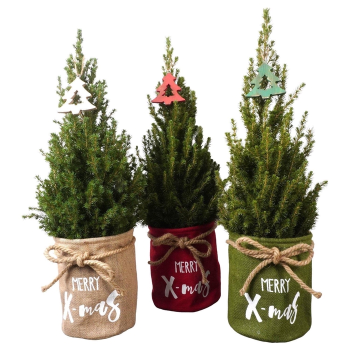 <h4>Picea glauca 'Conica'</h4>