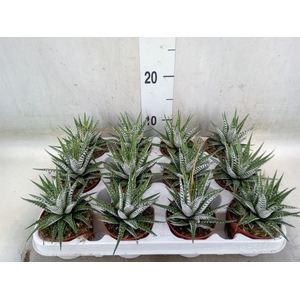 Haworthia fasciala 'Alba'