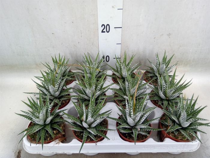 <h4>Haworthia fasciala 'Alba'</h4>