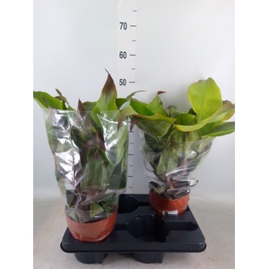 Aechmea tayoensis