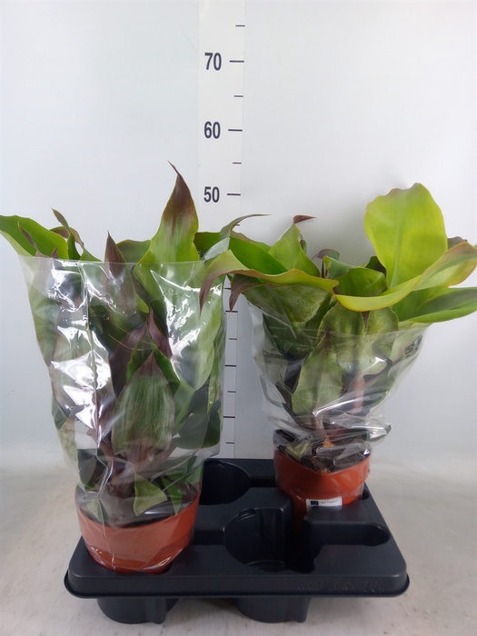 <h4>Aechmea tayoensis</h4>